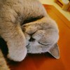 猫耳朵毛