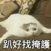 狸猫