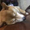 林冠融
