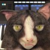 厌世老猫