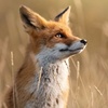 molifox