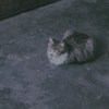 凡人俗心