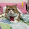 游智轩
