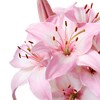 flat_butterfly_p6d