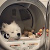 jillian_chang