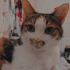 瑟派斯