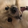 无所事事的假听团仔