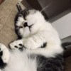 乌龟啃蜂蜜