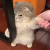 鲸鱼
