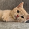 Louis_