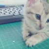 那个