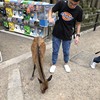 捌壹