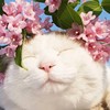 糖不甜