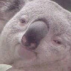 生煎包 (Koala Wu Remix)
