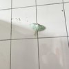 波龙龙