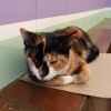 lazycat猫懒