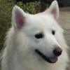 懒猫黑子