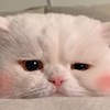 le5242312