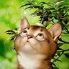 山猫
