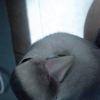 Mizuneko