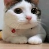 子弹