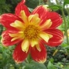 lillie7088