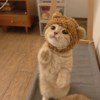 喵