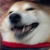 狗