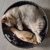 lion_chang