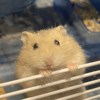 李