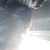 little_9fox