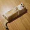 苇丛