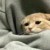 流泪猫猫头