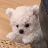 邹
