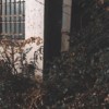 Xin