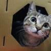 白铁餐桌上的猫