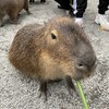 小龙