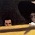 long_tooth_wnz