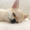 优格