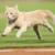 Fighting Cat