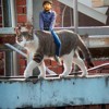 黑猫与白兔