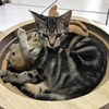 张耿源