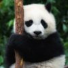 阿仑