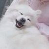 水豚