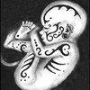 黑色维他命Ｃ