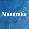 Mandrake