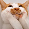 猫猫