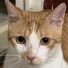 猫咪看海