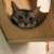 Meow