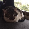 吴承远